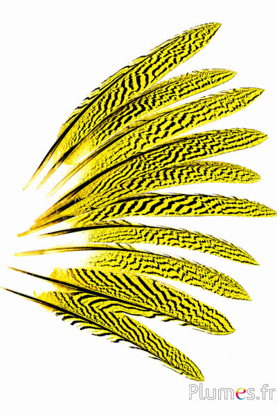 Fagiano argentato - 20-25 cm - giallo-nero